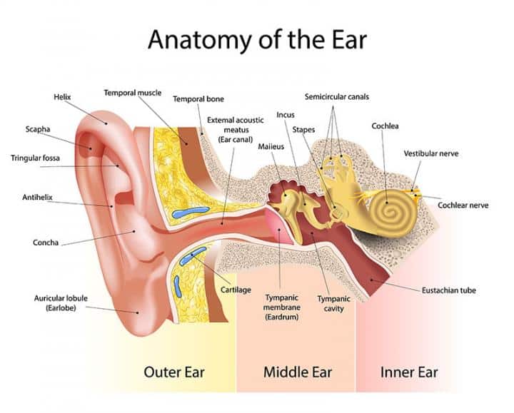 ear anatomy model labeled