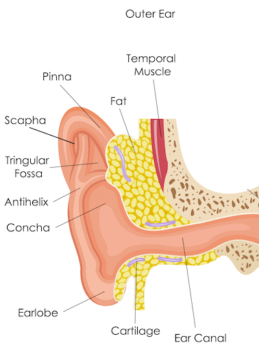 outer ear anatomy diagram
