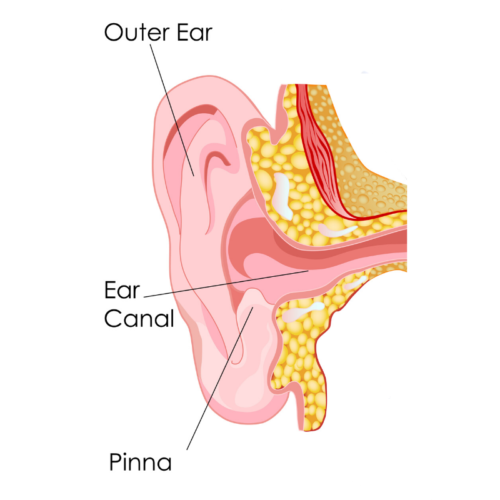 the outer ear, ear canal and pinna diagram