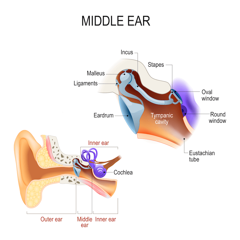 What structure of the ear contains the malleus, incus, and stapes