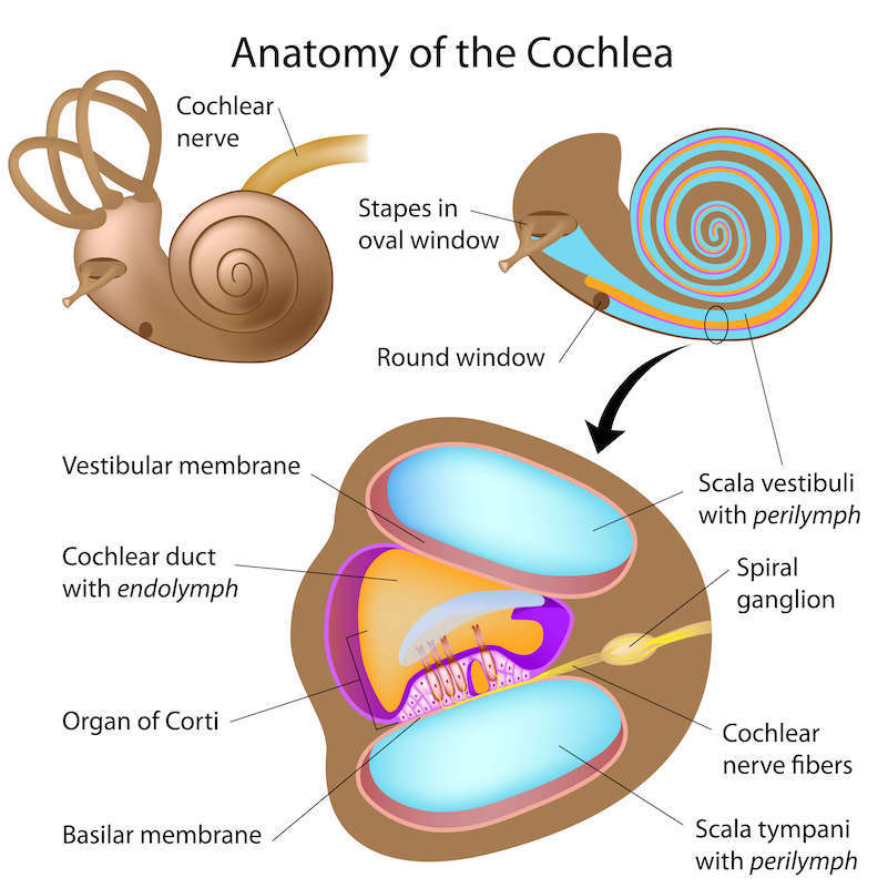 Learn How Hearing Works In The Ear In The Ear - AudioCardio - Sound Therapy