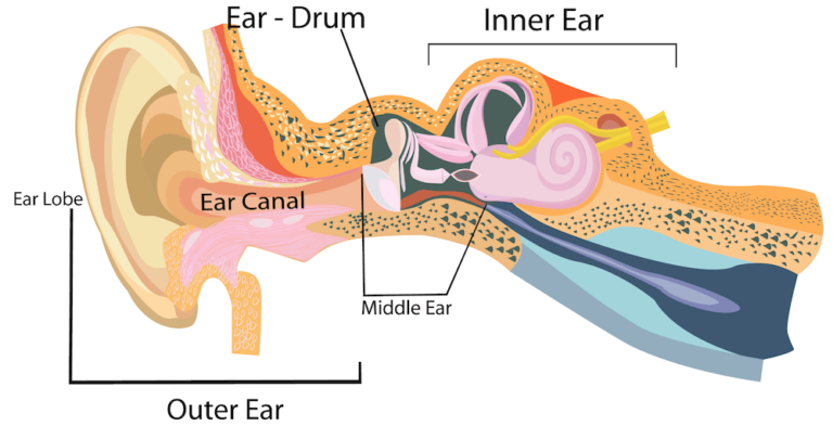 outer ear, middle and inner ear diagram