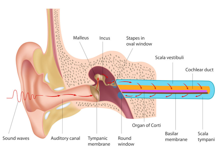 sound waves entering auditory canal diagram