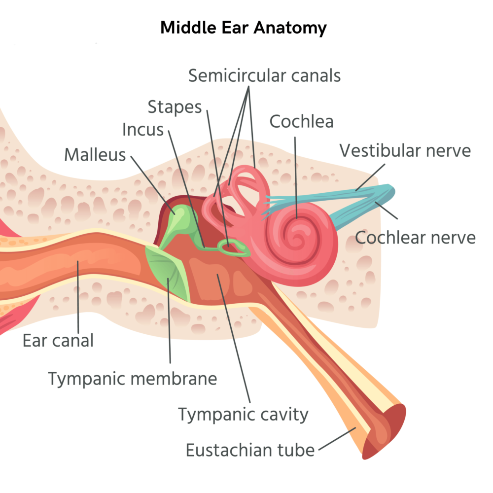 The Anatomy of the Middle Ear - AudioCardio - Sound Therapy