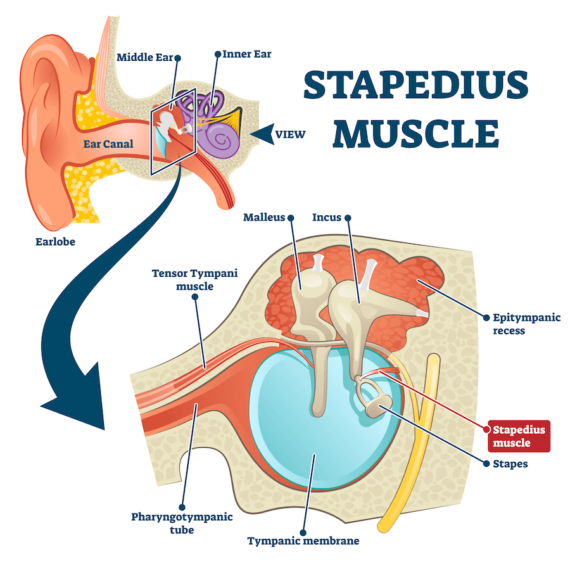 Stapedius-Muscle