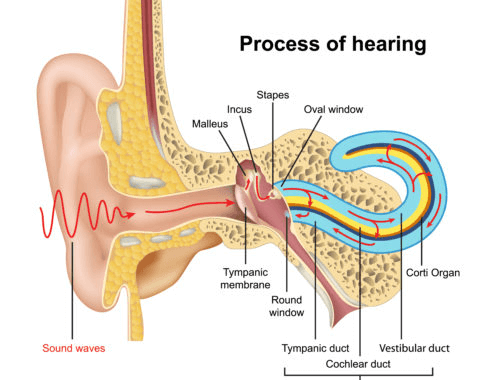 Process of hearing