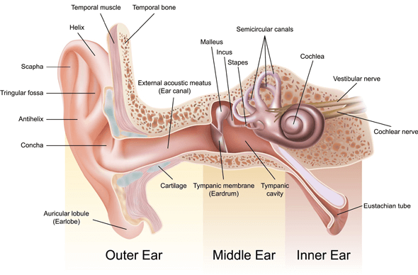 Detailed diagram of the outer, middle, and inner ear.