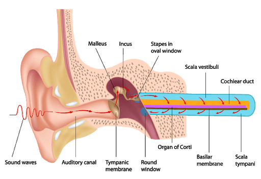 Diagram showing the different parts of the ear.